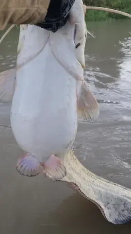 Como se llenan en las riadas💥 #fishing #pesca #wędkarstwo #siluro #catfish #sum #predatorfishing #riverfishing #spinfishing #monsterfishing #deporte #sport 