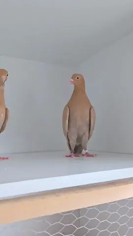 #pigeon #tipplers #mahutian#loft#bird