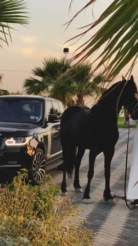 #ᥣ᥆᥎ᥱ #تصاميم #خيل_وخياله🐎 #fyp #fyp #fyp #fyp #viral 