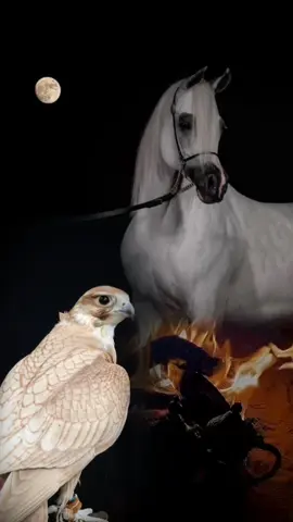 #ياشيخ_ياصدر_الفضا_والرهابة_الشاعر_ردام_الحسن_العزاوي_ 