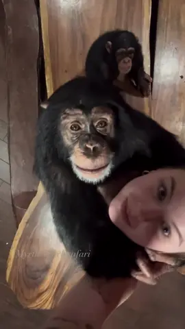 Angada and Tara understood the assignment😆🤪🩷 • •Let’s bring this trend back😍 • #chimpanzee  #chimps #apes  #cuteanimals #animalsaddict #animals #explorepage #animals  #animallover #monkey #monkeys #monkeyseemonkeydo #monkeylove #surroundsound #surroundsoundtrend #trending #trendingreels #trend #monkeyseemonkeydo #monkeyingaround