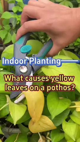 #garden #gardening #planting #plants #pothos #gardeningtips #indoorgarden #indoorplants #houseplants 