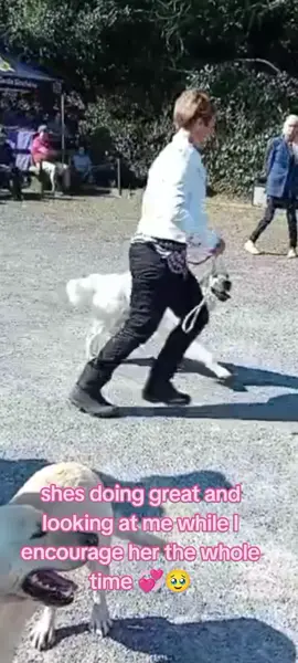 Saturday All Ireland Gundog Championship action! Go Hope 👏🏼👏🏼👏🏼👏🏼🤩🤩🤩 #irishdogs #gundogsoftiktok #pretty #show #goldenretriever #dogsoftiktok #dog #puppy #cute #loveyou #fyp #fyppppppppppppppppppppppp #fypage #fy 