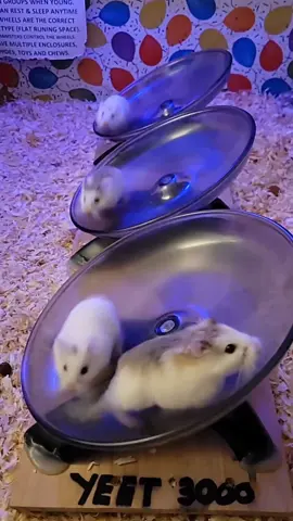 #thehamsterrave 