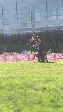 Może nie był to nasz najlepszy freestyle ale coś tam wyszło ✨ #labrador #DogTraining #dogfrisbee 