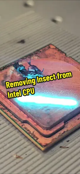 Removing Insect from Intel CPU 
