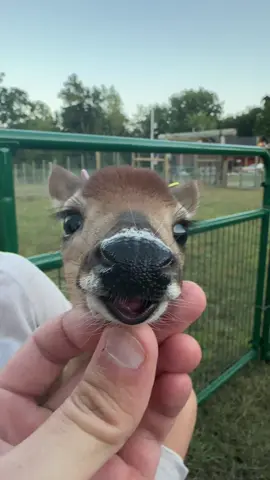 @🦌DEERMAN🦌 i finally got one to let me do it!! #deer #fyp #foryou #michigan #deeroftiktok #whitetail #fyppppppppppppppppppppppp #foryoupage #michigandeerfarmer #fawn #deerfarm #creed 