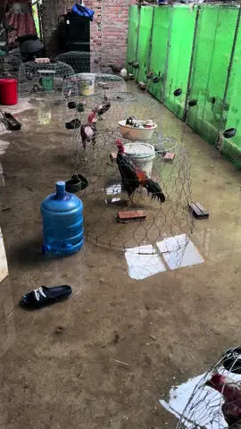 Lụt thế này hỏng hết gà rồi 🥹
