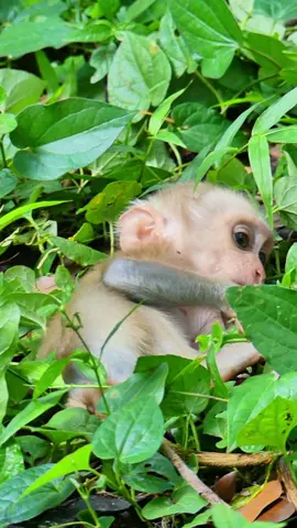 Baby angry  #monkeysoftiktok #fyp #spidermonkey #babymonkey #animals #foryoupage #trending #foryou #funnyanimals #funny