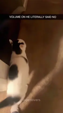 Funny cat videos🤣🤣 #cat #catsoftiktok #pet #PetsOfTikTok #funnycats #funnypets #funnyanimals #catlover #usa #usa_tiktok #usa🇺🇸 #foryou #fypage 