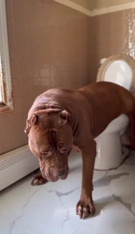 Probably the coolest trick I’ve ever taught my dog…wife hates it because he never puts the seat down! 😂😳😁 #dog #viral #fyp #foryoj #trend #hulkthepitbull 