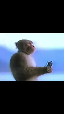 #TVOLD #TNT #ТНТ #обезьянавнаушниках #музыка #музыкаиззаставки #старыйтнт #стараязаставка #ностальгияэффект 