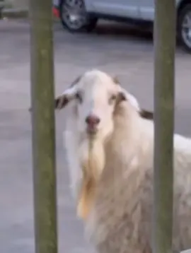 Billys on the loose. Looking for a fight #goat #billygoat #fyp #viral #funny 