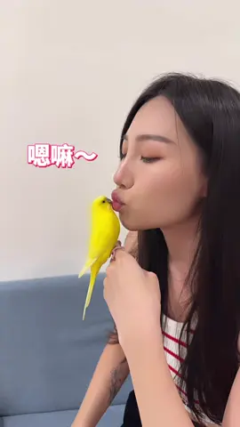 Bobo🦜終於會說話了！😍 還好我平常話夠多XD #虎皮 #鸚鵡 #鸚鵡說話 #親親 #BOBO #寵物 #日常 