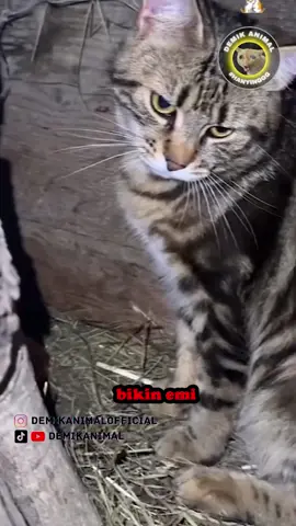 MAU BIKIN EMI #fyp #foryou #foryoupage #dubbing #dubbinglucu #dubbinghewan #dubbingbinatang #dubbingindonesia #demikanimal #demikanimalofficial