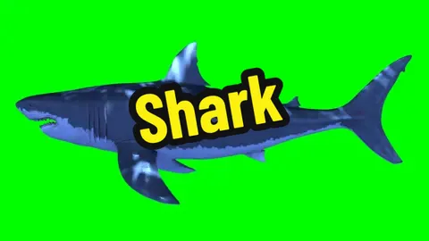 Shark Green screen videos. Green Screen CapCut. Video Editing Tutorial. Ai Hug Tutorial App. screen recorder. Shark green screen. #fyp #fypシ #greenscreenvideo #capcut #foryoupage #viral #trending #viraltiktok #greenscreen #vfx #shark #sharkgareenscreen #fishing #sharkattack #sharks #vfxeffect #greenscreeneffectstrendingvideo #틱톡 라이트 10000 포인트 #applecameraapps #greenscreenvideofilter #applecamera #greenscreeneffectbackground #greenscreenforedits #trendinggreenscreen #greenscreenfilter #greenscreeneffects #greenscreenvideoeffect #greenscreenmemes #greenvideofilter #greenscreenbackgroundeffect #greenscreenforvideo #greenscreentrending #capcut #🐋 #🐬 #🐐 