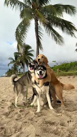 Couldn’t have asked for a more perfect morning 🥰 #dogsoftiktok #dog #dogs #goldenretriever #goldenpuppy #puppy 