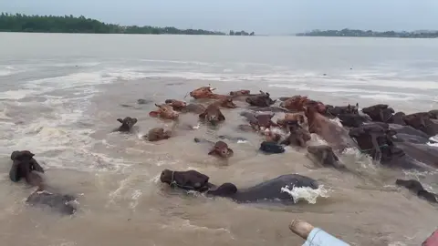 giúp bà con sơ tán trâu để tránh lũ 