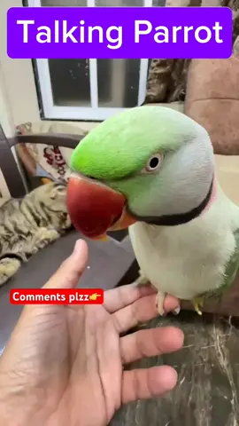 Mithu🦜 Talking Parrot | Bolne Wala Tota #talkingparrot #bolnewalatota #cuteparrot #parrot #mithu #tota #shorts 