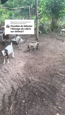 Réponse à @Raymond D Franxacle #chevre #elevage #agro #animalerie #abidjan225🇨🇮 #cotedivoire🇨🇮 