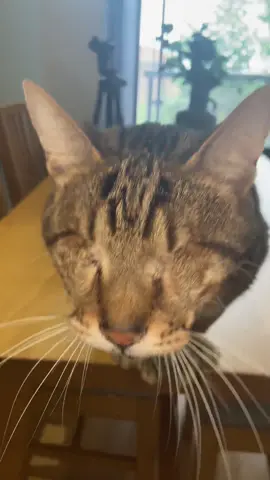 BLIND CAT MEOW 😻 #blindcat #meow #fyp 