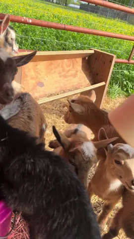 #goat #goats #goatfarm #asmr #farmasmr #farming #farm #feed #feeding #feedingroutine #morningroutine #nightimeroutine #chores #farmchores #feedwithme #closingshift #openingshift #sounds #dairy #dairygoat #formula #formulashortage #milk #goatmilk #goatsofticktok #babygoat #bottlebaby #healthadepopit #fy #fyp #goatmilk #goatlotion #goatmilklotion #goatmilksoap #goatmilkcheese #milkmachine #simplepulse  MOST COMMONNQUESTIONS  Feed & mineral : @Purina Animal Nutrition   Pink buckets: @Atwoods Ranch & Home Goods  Hoof trimmer: @Hoof_Boss  Pink collars: @Amazon pink plastic chain  Alfalfa pellets, black oil sunflowerseeds, rubber bowls: @TractorSupply  Fit check @carhartt @BootBarn 