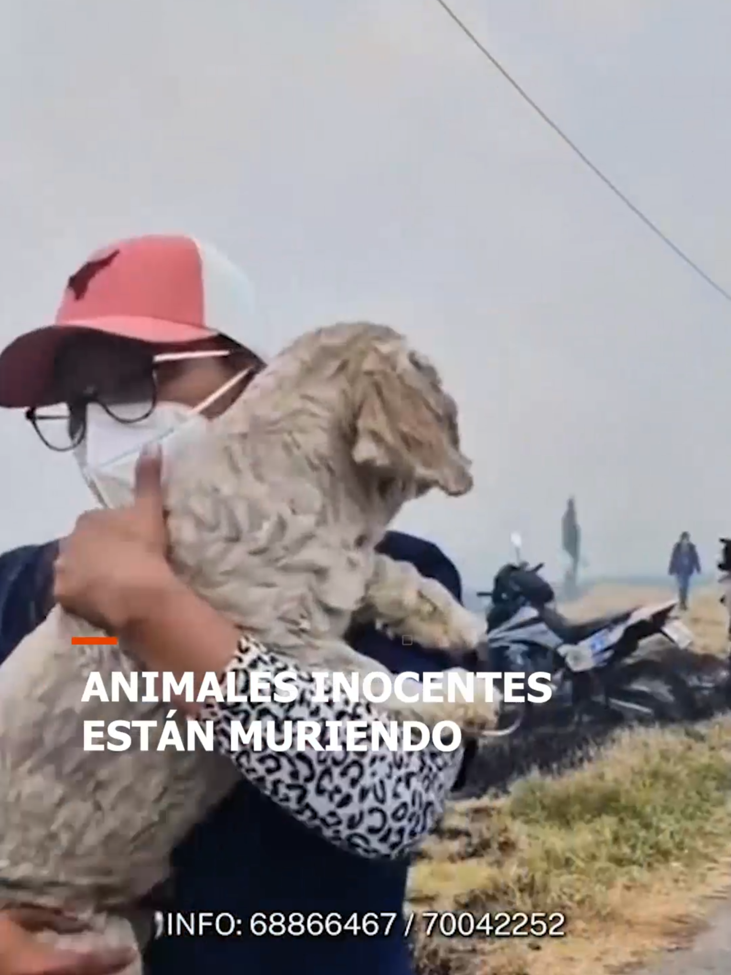 #BOLIVIA: Los incendios forestales en Santa Cruz están devastando inmensas áreas de bosque y dejando a nuestros compañeros animales en una situación desesperada. 🌲🔥 Cada incendio no solo arrasa con sus hogares, sino que también inflige un sufrimiento indescriptible a la fauna local. Muchos animales están perdiendo la vida y su hogar, y sus gritos de angustia se ahogan en el caos de las llamas. Artículo completo: @redunotv Link en la Bio #IncendiosSantaCruz #ProtecciónAnimal #PrevenciónDeIncendio