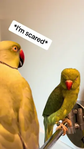 Dad is scared of Ducky! #scary #birdsoftiktok #parrotsoftiktok #talkingbird #talkingparrot #funnyanimals #parrot #babyanimals 