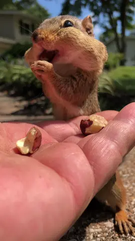 Mr Bubba, Sweet Potato and Shpanky you bring so mich joy to my life, fill the cheeks please #fyp #chipmunks #bubba #sweetpotato #shpanky 