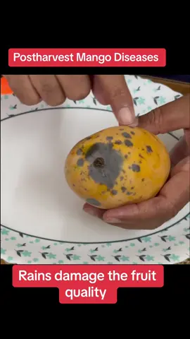 Postharvest mango fruit diseases become epidemic after frequent rains in July-August #mangofruitdiseases #mangostemendrot #mango body rots