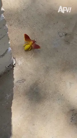 I'd have never gotten that close to begin with 😂 #afv #bugs #fail