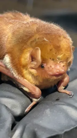 Libby & Rumi wanted some excitement. . . #austinbats #easternredbats #urbanforest #rescuerehabrelease 