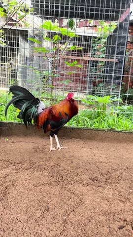 Nhìn cũng giống gà nhập @botuansi1  #xuhuong 