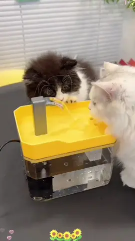 Dispenser air automatik haiwan peliharaan, kucing suka minum air mengalir.#catthings #kucingcomel #bekalanhaiwanpeliharaan #tiktokcats #sikathaiwanpeliharaan 