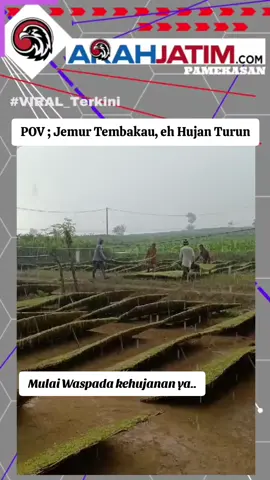 #pamekasan #pamekasanmadura #musimtembakau #tembakau #tembakaumadura #musimhujan #Tembakau Kehujanan #viral_viral_viral_virsl #fyp 