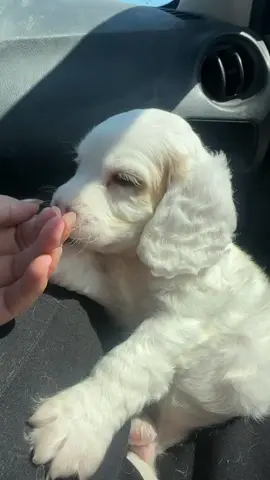 🤍🐾 #cocker #cockerspaniel #cockerspanielsoftiktok #cockerspanielpuppy #fyp #fypシ゚viral #perritos #perritostiktokers #viraltiktok #parati #paratii #dog #dogmom 
