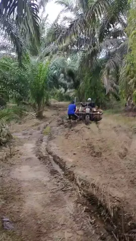 oleng dikit ga ngaruh wirr#kulisawit #sumaterabarat #petanisawit #fyp #xyzbca #sawitsumatra 