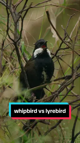 Eastern Whipbirds have got to have one of the coolest sounds of any bird. No wonder it’s a favourite of the lyrebirds!  #whipbird #lyrebird #birdwatching #australia #birdsong 