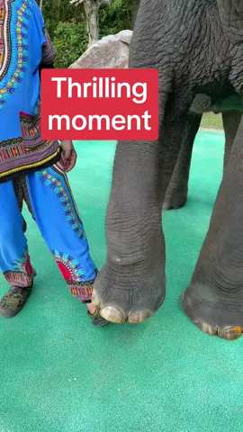 The moment when the elephant stepped on my foot, my heart almost stopped! Thankfully, they’re masters of controlling their strength! 🐘💥 Who else dares to get this close to an elephant? 😅 #ElephantInteraction #ZooAdventure #ThrillingMoment #humananimalbond 