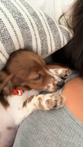 best impulsive decision ever… Milo 🧸 d1 one therapy right here!   #weineedog #longhairdachshund #puppy 