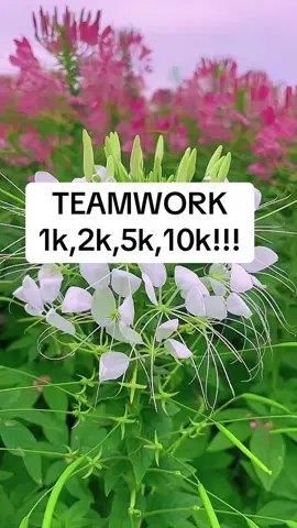 #teamwork #viral #fyp 