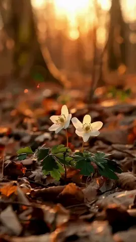 #buenosdias #saludos #amor #neturaleza 