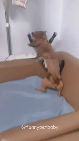 Cat adn dog battle #foryou #funny #pet #fpy #petvideos #funnydog #dogsoftiktok #dadsoftiktok #funnyvideos #cats #funnycats 
