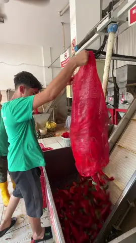 Biber salçası yapımı 🙋‍♂️ Karaisalı biber çekim merkezi / #Adana 📍 #Reklam #Salça #SokakLezzetleri 