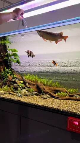 Coba aja siapa tau cocok 🫣 #aquascape #aquascapeindonesia #ikanpredator #predatorfis #arwana #arwanasuperred #tigerfish #aquascapepredator 