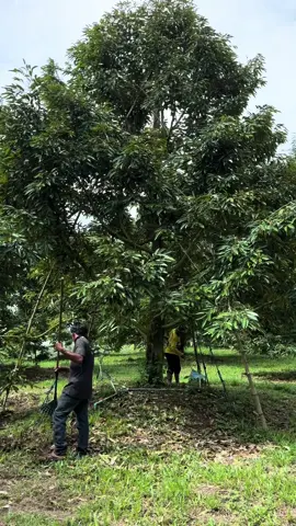 🧹🍃🌳 #สวนทุเรียนบ้านเกล #สวนทุเรียน #วัยรุ่นสวนทุเรียน #ทําสวน #ระยอง #ทุเรียนระยอง 