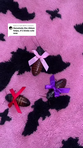 Replying to @Tyler Wolf does it make these guys cute? 🎀 #roaches #cockroach #inverts #invertabrates #invertsoftiktok #arachnids #cute #coquette #creepy #spooky #tarantula 