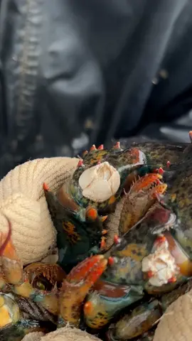 Welcome back to the claw spa! Also, we still have a few spots left open for the grand opening cottage cookout! Hope to see some of you there! #maine #lobsterbarnacle #asmr #satasfying #interesting 