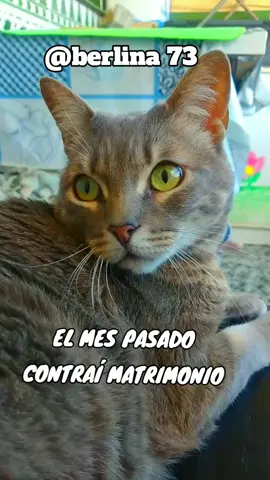 #gato #parati #chistesmalosjajajsjsjjsjs #grupworld #familiaamigosdelasmascotas #funny #soycreador 