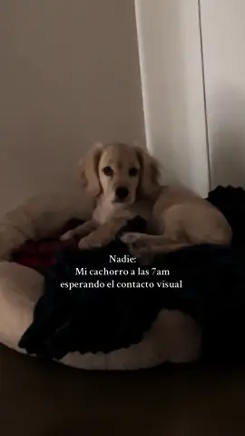 Cuando lo veo ya perdí😂 ig: kekirojasyt #cachorro #cocker #despierteseñoralex #humor #perros 